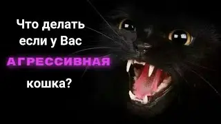 Что делать если у вас агрессивная кошка?