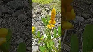 Wild Flower #flowers #flower #nature #naturebeauty #riverside #God'screation #highlights #ytshorts