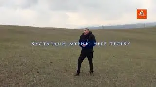 Құстардың мұрны неге тесік?