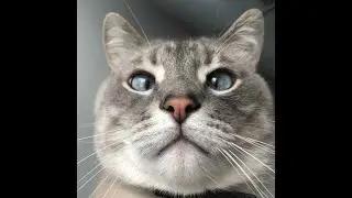 Do you think the king missed me 🥹 #viral #trending #cats #cute #cat