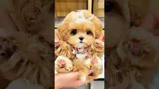 ¡¡Mi perrito súper lindo me expuso frente a todos!! 😭🐶