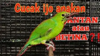 CARA MEMILIH CUCAK IJO ANAKAN (KUNINGAN)  #cucakijo #cucakijojantan #ijomania #cucak_ijo