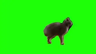 green screen cute cat scratching
