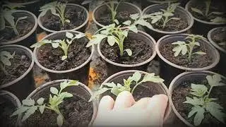 Первый полив томата после пикировки