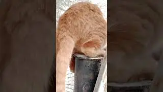 Русские кошки на своей родной земле России.🐯🐅🐈🌲🇷🇺