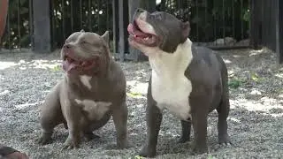 2 AMERICAN PITBULL XL ATTACK A WOMEN /VERY AGRESSIVE DOGS