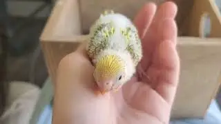 Here comes trouble!