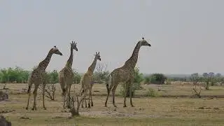 AFRICA SPECIL ANIMALS WE CANT STOP LOOKING AT