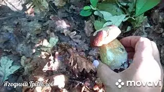 ❗В лес за дубовиками 🍄 Курская область. 23.07.2023 г.❗