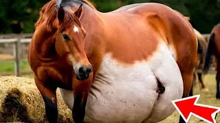 The farmer couldn't stop screaming when he saw who the horse gave birth to!