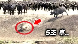 동물이 다른 동물을 구하는 놀라운 순간