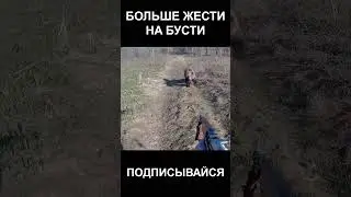 Встреча с медведем на камчатке 