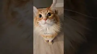 He's wearing his giving pantaloons today 😂 #cat #animals #catlover #cute #cutecat #catcute #catvideo
