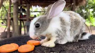 Rabbit like eating carrot ?