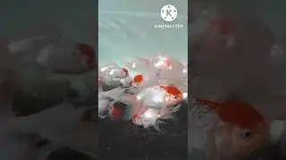 red cap oranda goldfish ❤️🤍🤍