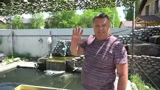 I bought another 200 pieces of trout fry