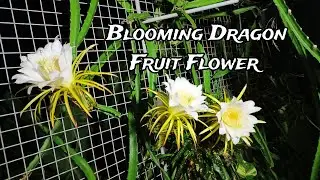 Blooming Dragon Fruit Flower