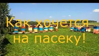 На пасеку