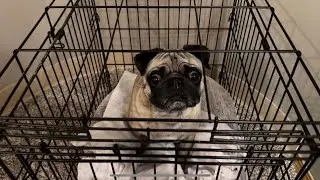 Bowser After the Vet