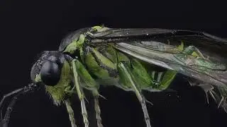 Macro In Motion sawfly