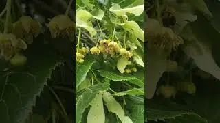 25 мая: липа цветёт.