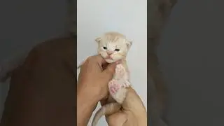 Представляю наших малышей! #mainecoon #kitten #funnycats