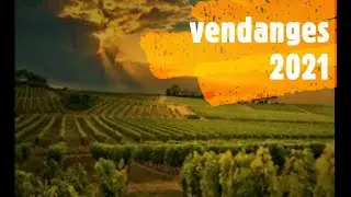Vendanges 2021