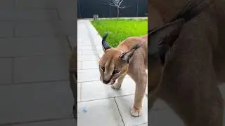 Почему каракал Ника шипит на Денди 😼