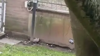 attacco falco
