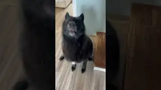 Волкособ Гул’дан и вкусняшка 🤩 