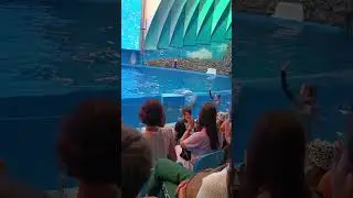 Выступление дельфинов 🐬