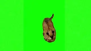 Talking orange rare cat meme green screen