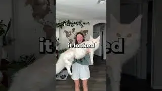 She Recorded The Growth Of Her Mainecoon 😱😂 - WorldBeAmazed
