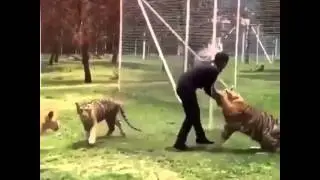 BIG CATS LOVES TO PLAY!!