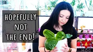 Trying to save my Phalaenopsis bellina Orchid - Separating the keiki