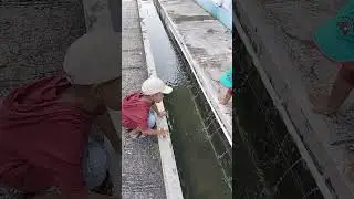 Melihat Kolam Ada Ikan Ikan Mas | Ikan Nila | Ikan Lohan