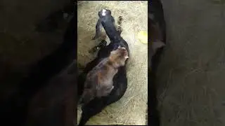 Трудные роды,акушерстка помогает)))