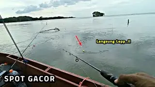 Spot gacor..!! Barramundi nya gak habis-habis