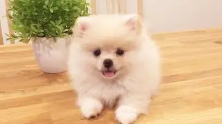 POMERANIAN THE CUTEST DOGS