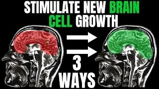 Can We Heal Brain From Sparring?