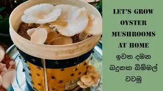 Let's Grow Oyster Mushrooms at Home - ඉවත දමන බඳුනක බිම්මල් වවමු. 😯🍄😍