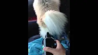 Gadaaaaaaaafi