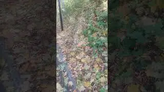 Придет ли белочка за добавкой?