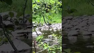 Relaxing Soothing and Calming Nature Sounds || Mountain River Flowing || Birds Singing