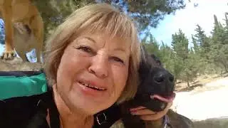 Мои питомицы Ника и бывшеприютская Зара.