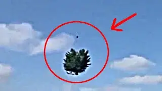 дровосека заскамили