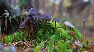 Mycena Mushroom