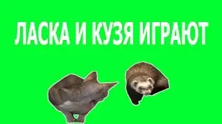Ferret and cat playing!!! Хорек и кошка видео!!! Кошка и хорек видео!!!