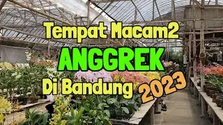 Tempat Beli Anggrek di Bandung, paling lengkap beraneka warna