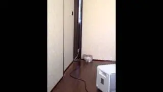 にゃんこに魔の手が迫る！！！